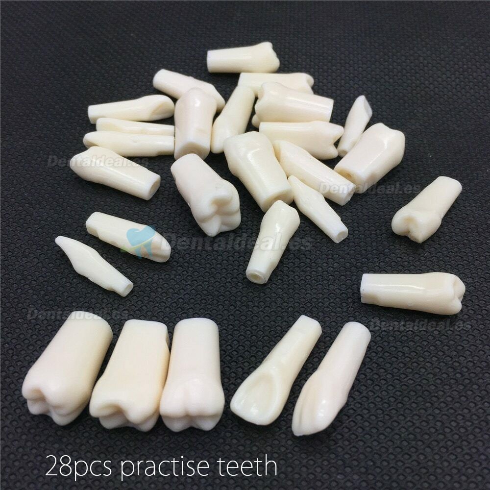 Resin Simulation Tooth Grain Dental Model For Dentist Exam Preparation Teaching